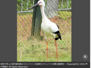 国内最高齢37歳雌のコウノトリ死亡 ロシアから寄贈、60羽以上の子孫「野生復帰事業」に貢献 兵庫・豊岡