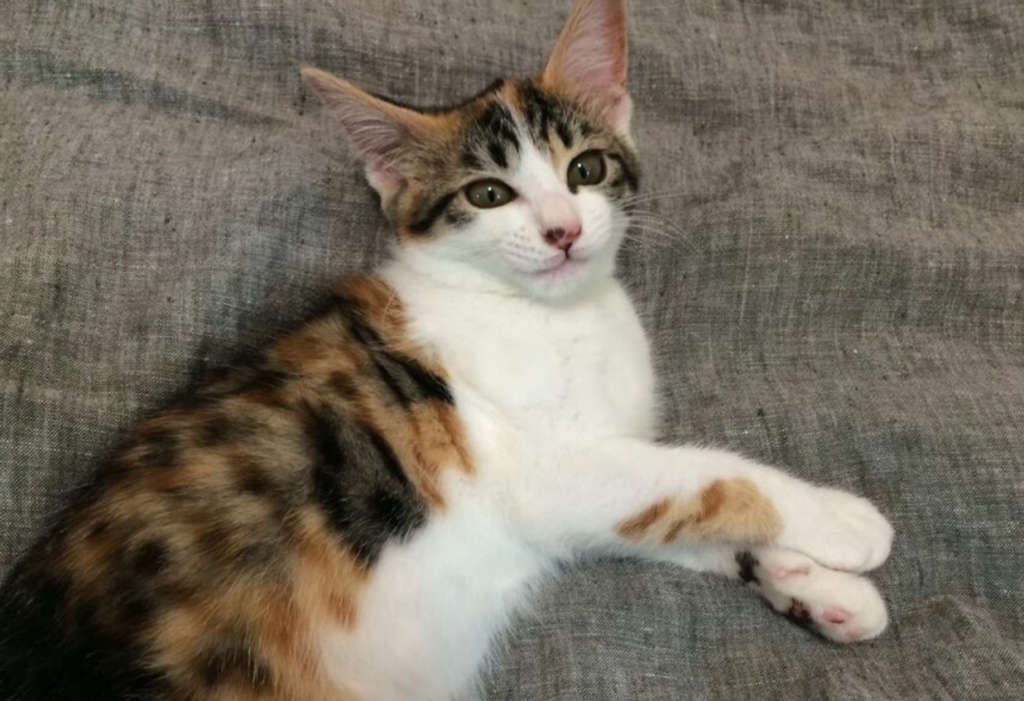 月額３８０円で猫が飼える「ねこホーダイ」サービス停止　猫のサブスク〟と批判