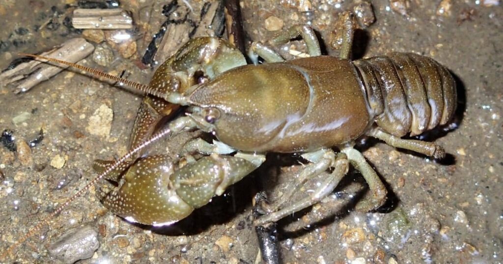 ニホンザリガニ、売買禁止　来年1月から　政府