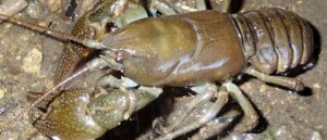 ニホンザリガニ、売買禁止 来年1月から 政府