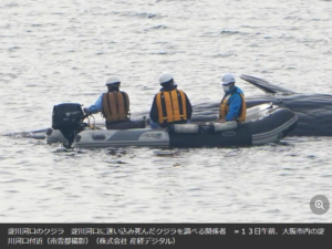 絶命「淀ちゃん」撤去へ 漂流は危険と判断 大阪市