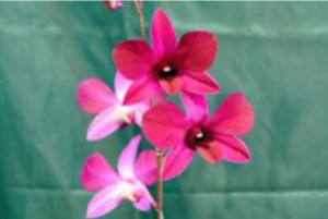 新種のラン「キシダフミオ」、国内で初開花　温室育ち、寒さに反応？