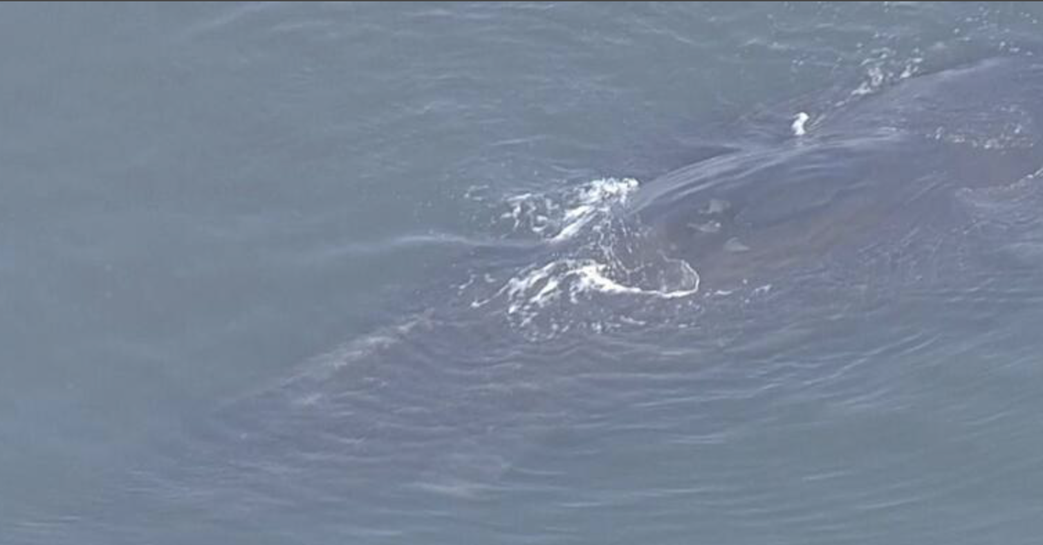 【速報】迷いクジラ「死んだのではないか」至近距離で観察した専門家　4日目は潮吹く姿なく　大阪市は「あすも対応協議」淀川河口付近