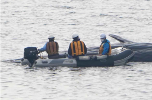 【ネット悲しみ】大阪湾のクジラ死ぬ「淀ちゃん」「安らかに葬ってあげて」「元気で帰ってほしかった」