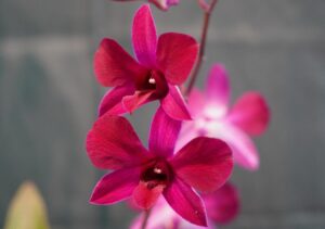 話題の新種のラン「キシダフミオ」、花言葉は「検討」「増税」ネット→「はじめて花に同情した」