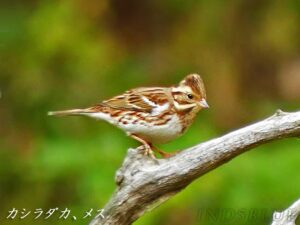 モヒカン風　春を待つ冬鳥「カシラダカ」　頭頂部に冠羽／兵庫・丹波篠山市