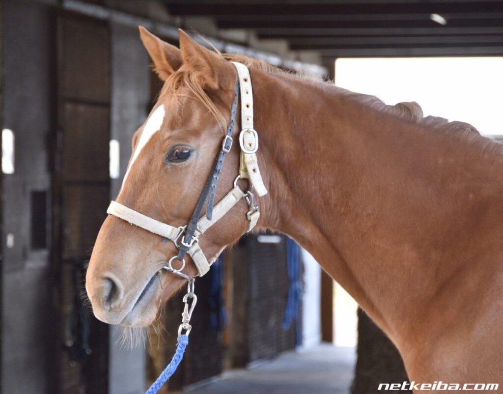 姫路競馬に出走した馬がレース後一般道を３００メートル走る