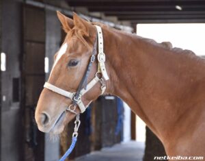 姫路競馬に出走した馬がレース後一般道を300メートル走る