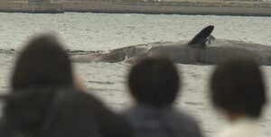 【独自】大阪湾の淀川河口に迷い込み死んだクジラ 大阪市は死骸を沖合に沈める方針固める 18日から作業開始予定