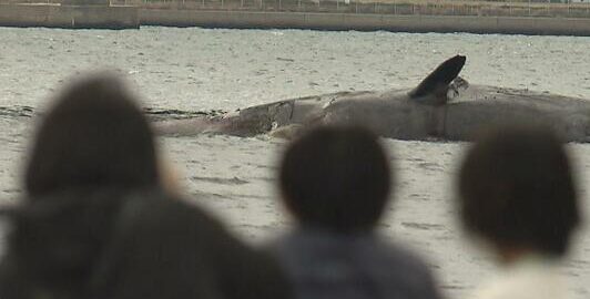【独自】大阪湾の淀川河口に迷い込み死んだクジラ　大阪市は死骸を沖合に沈める方針固める　18日から作業開始予定